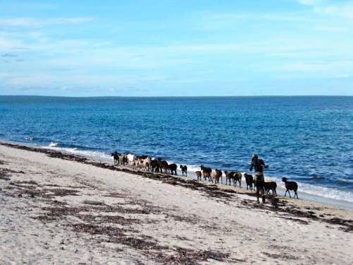 goatsonthebeach