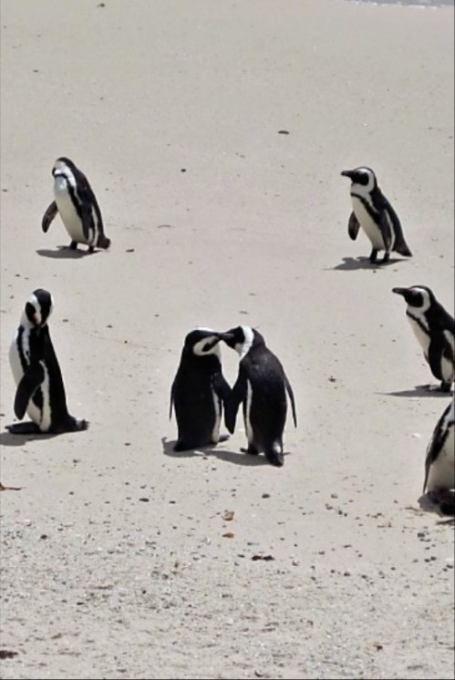 penguinlove