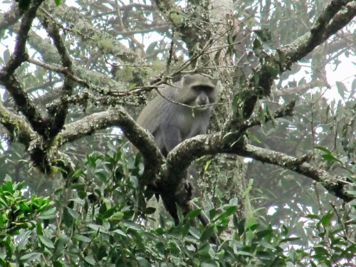 monkeymulanje